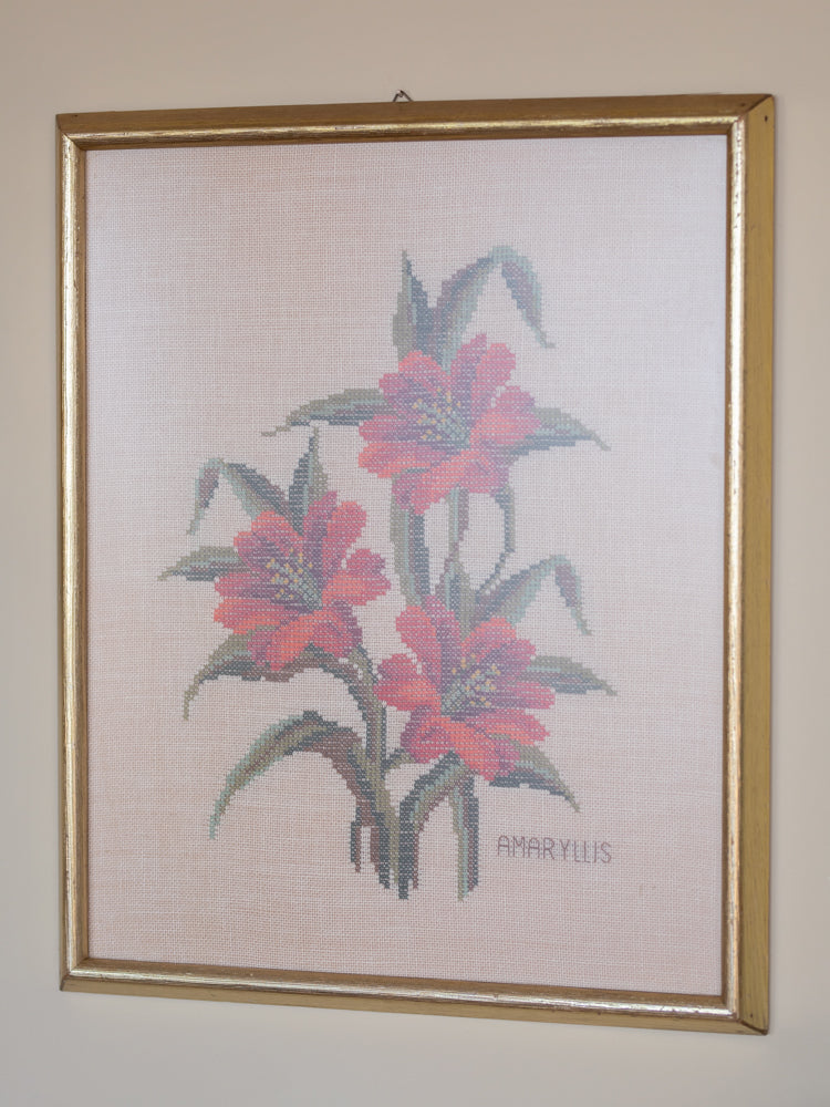 Brodert Amaryllis